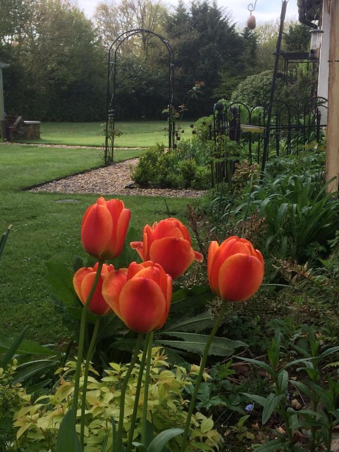 Woodacre B & B Arundel Eksteriør billede